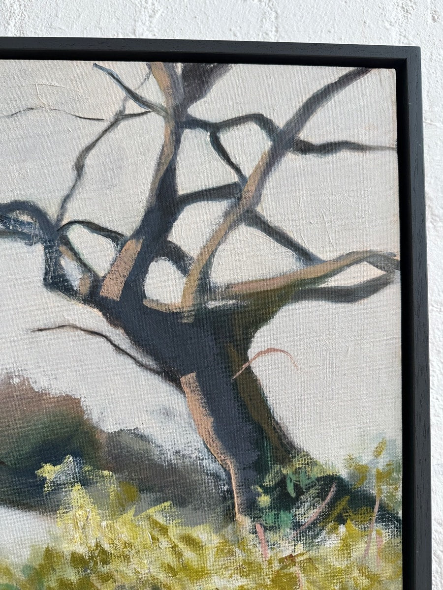 Frosty Walk on the Common